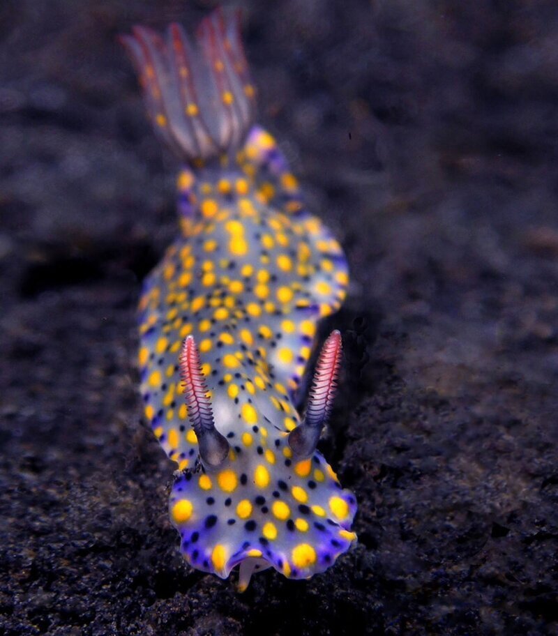 Красочный голожаберный моллюск Hypselodoris Kanga