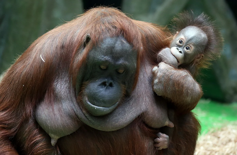«Лесными людьми» называют орангутанов — название «orang utan» так и перевод...