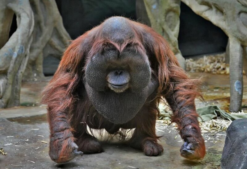 Орангутан: Обезьяна, от которой веет добротой и позитивом