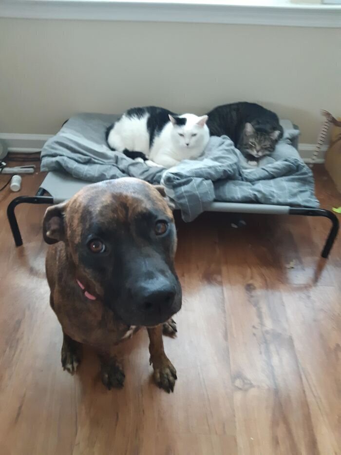 снится выгонять собаку