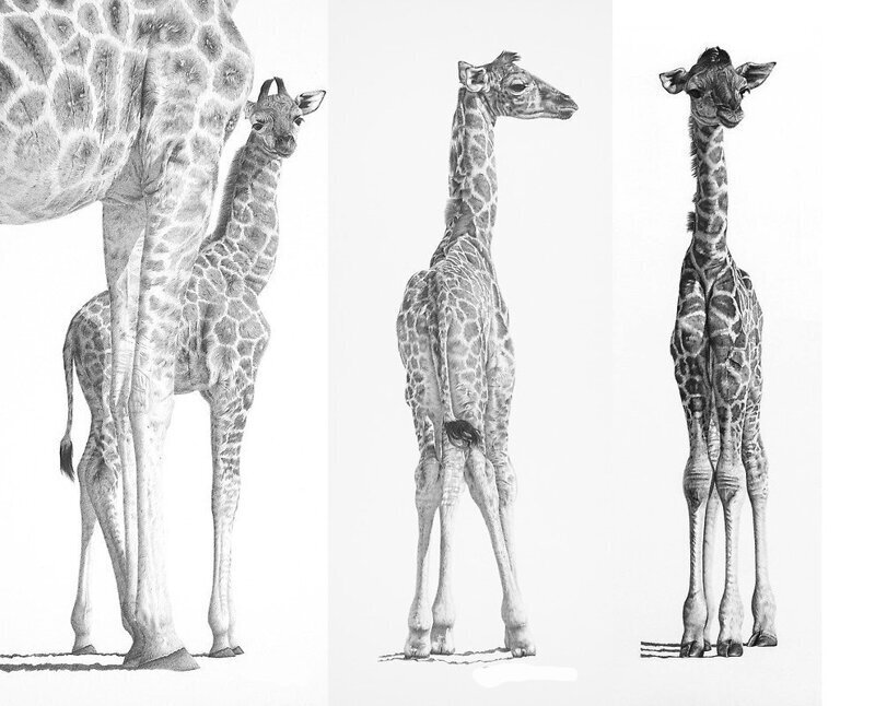 Жирафы: