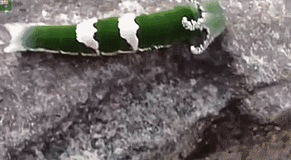 Гифки Гифки