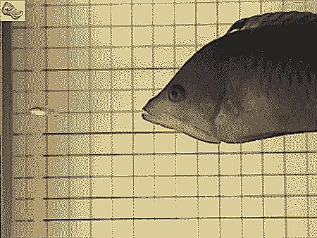 Гифки Гифки