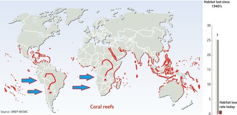 Откуда появились кораллы? И почему они разрушаются?
