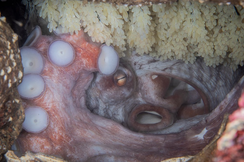 Гигантский осьминог: 3 сердца, голубая кровь, 9 мозгов. Образ жизни крупнейшего осьминога!