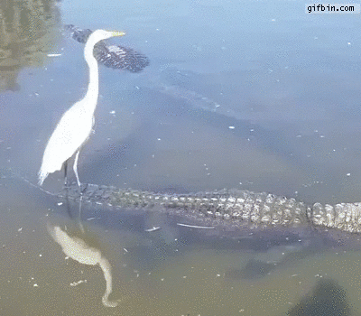 Цапля знает толк в развлечениях