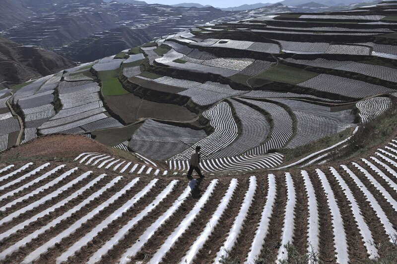 Сельскохозяйственные террасы. Пластиковые щиты — защита культур для сохранения тепла и влаги. (Фото Sheng Li | Reuters):