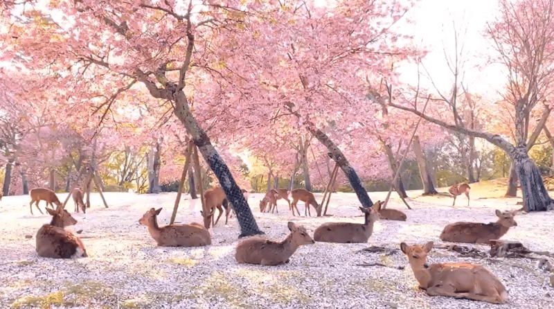 Сказочная сцена в парке, где олени наслаждались цветением сакуры