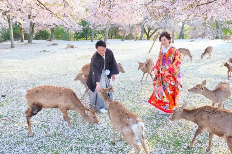 Сказочная сцена в парке, где олени наслаждались цветением сакуры