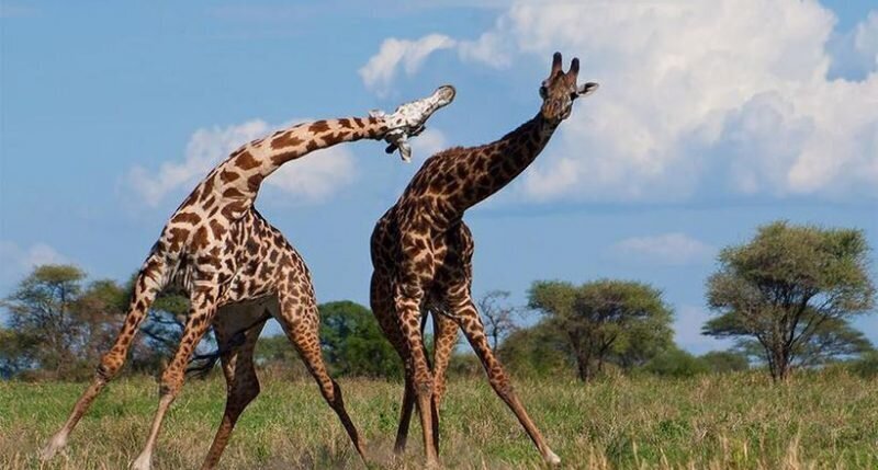 Жизнь жирафа — ежедневный ад и все из-за длинной шеи