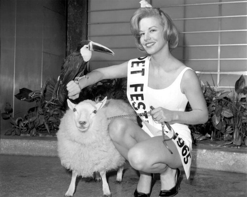 Санни Остин, 21-летняя женщина, позировала с ягненком и туканом после того, как в 1964 году ее назвали «Фестиваль королевы домашних животных».