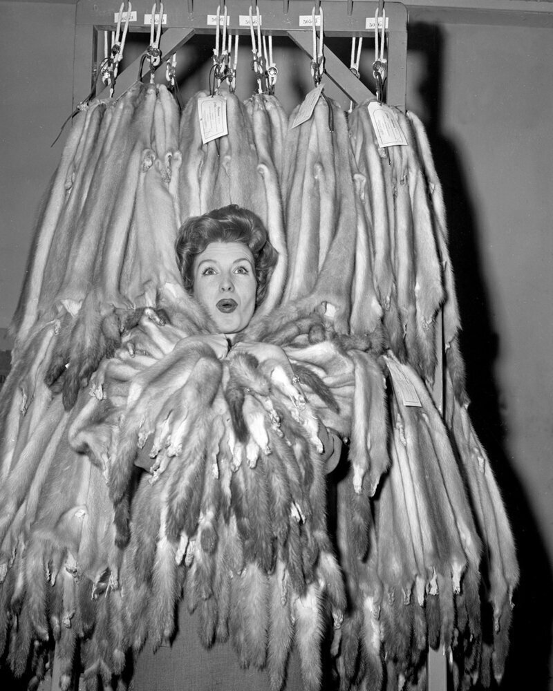 В 1960 году Джулия Мид, также известная как «Королева норок», позировала шкурами в меховой компании Вестсайд.