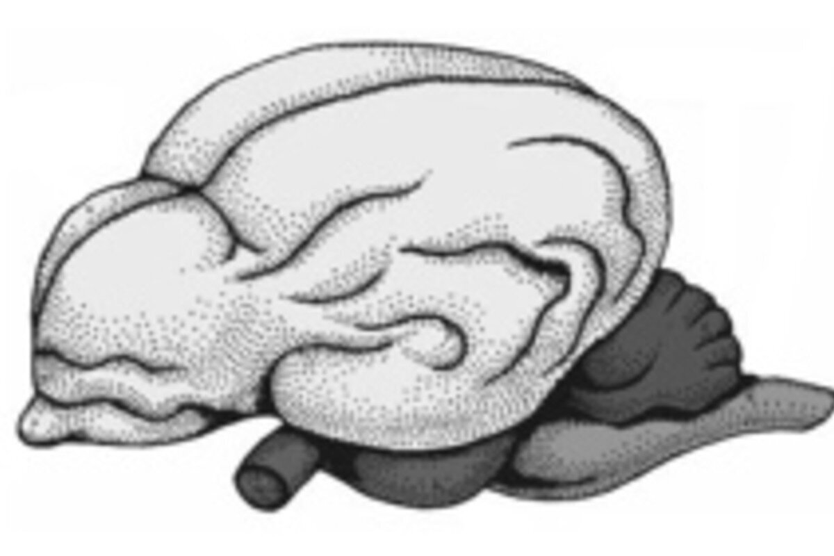 Головной мозг млекопитающих