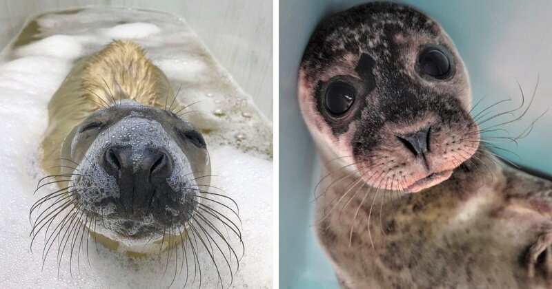 16 фотографий очаровательных тюленей: : милейшая подборка