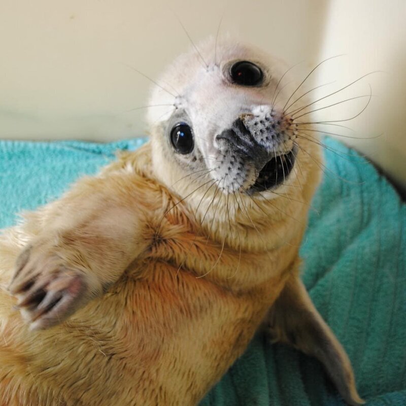 Полюбуйтесь фотографиями тюленчиков, спасённых организацией Seal Rescue Ireland