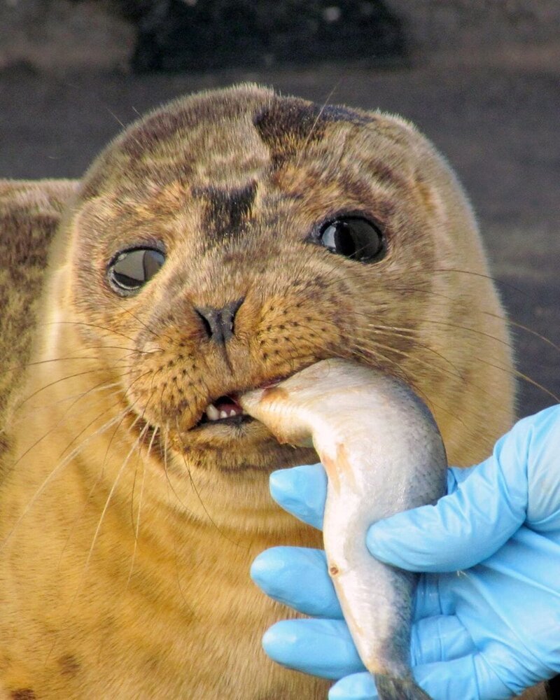 Если вы вдруг не знали, тюлени — хищники