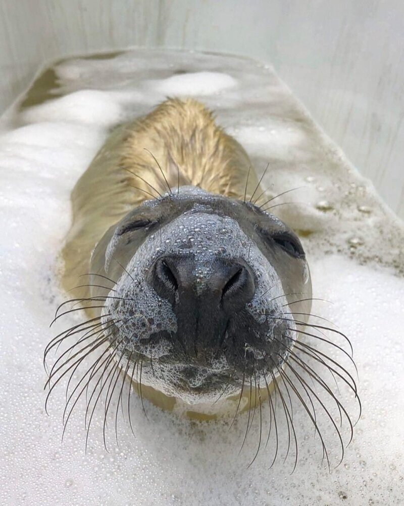 Кстати, вы могли заметить, что тюлени покрыты коротким мехом