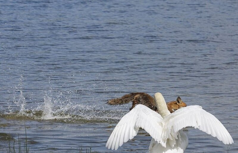Лебедь, защищая гнездо, заставил лисицу спасаться вплавь