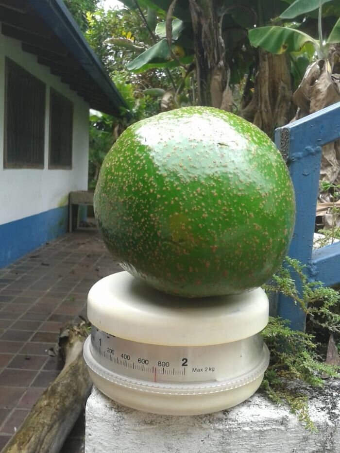 12. "Гигантское авокадо, которое выросло в саду моей бабушки"