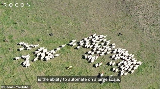 Робот-пес может пасти овец и помогать фермерам