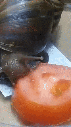 Гифки дня Гифки дня