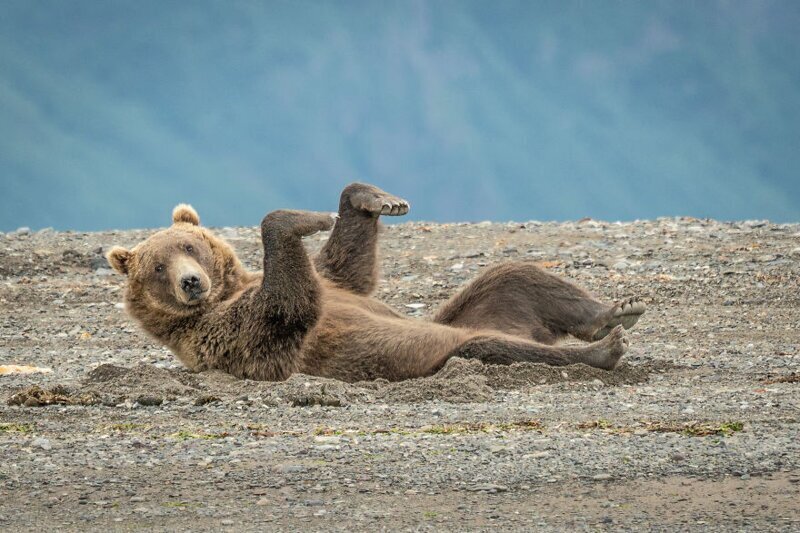 4. "Исполняем эротический танец в песке". Бурый медведь, Аляска, США