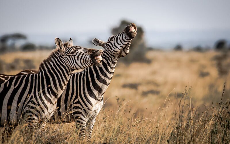 9. "Смех заразителен". Зебры, национальный парк Найроби, Кения