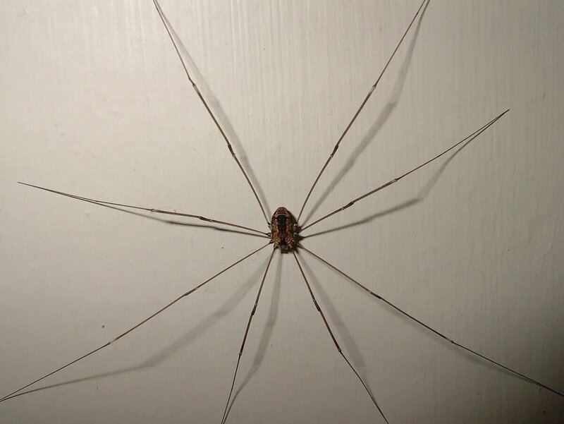 Сенокосец: Что за паук живёт в каждом деревенском туалете?