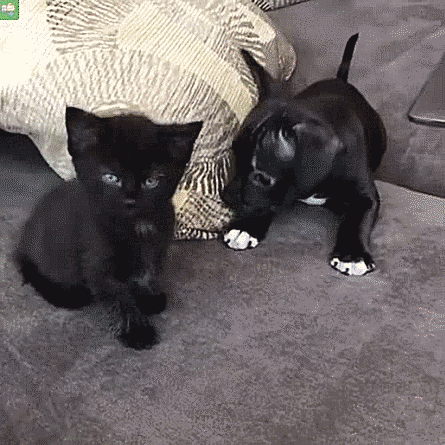 Гифки Гифки