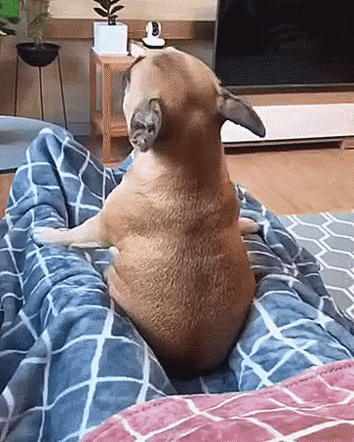 Гифки Гифки