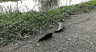 Гифки Гифки