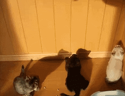 Гифки Гифки