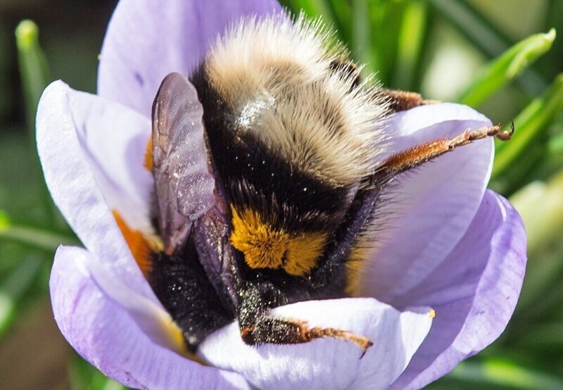 Шмель: Пчёлы из параллельной вселенной. Скрытые от человека законы гнезда