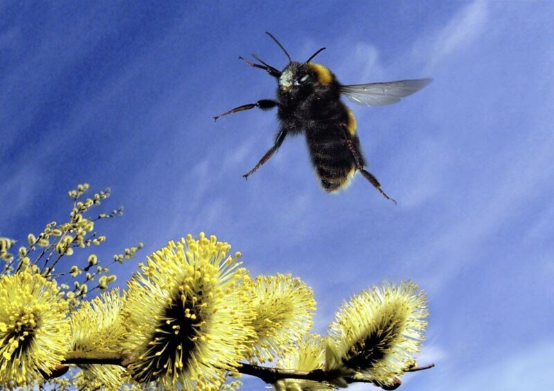 Шмель: Пчёлы из параллельной вселенной. Скрытые от человека законы гнезда