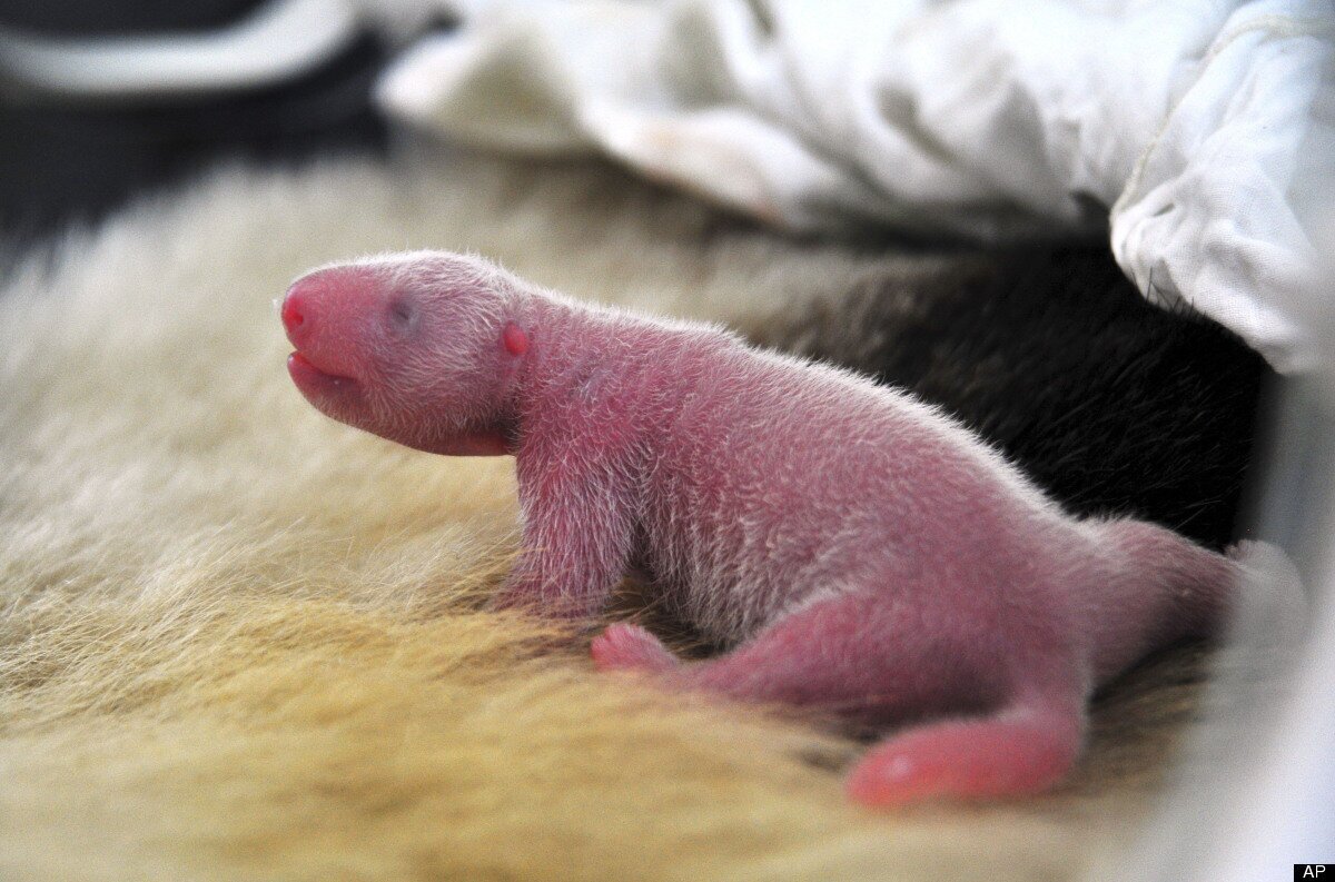 Родившийся детеныш панды. Детёныш панды новорожденный. Детеныш коалы новорожденный. Детёныши панды Новорожденные. Новорождённый денетыш панды.