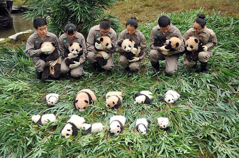Почему новорожденные панды настолько крошечные?