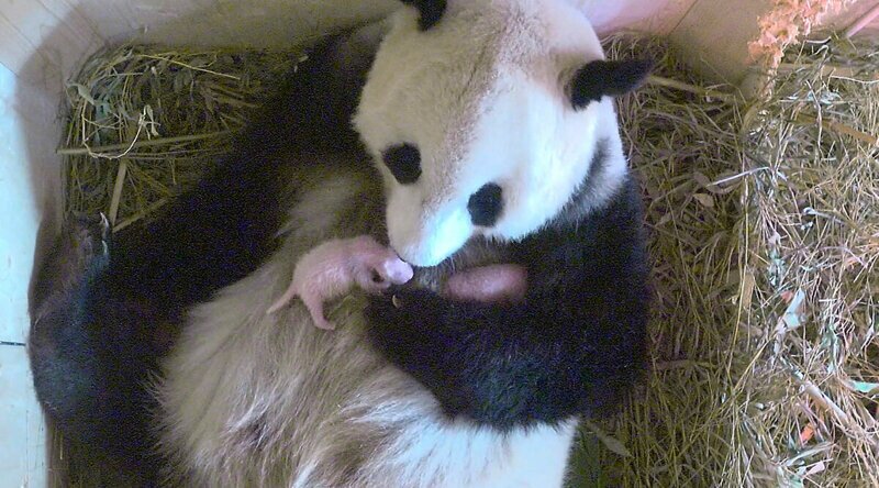 Почему новорожденные панды настолько крошечные?