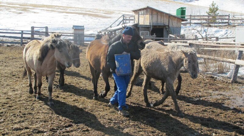 Забайкальская кучерявая лошадь