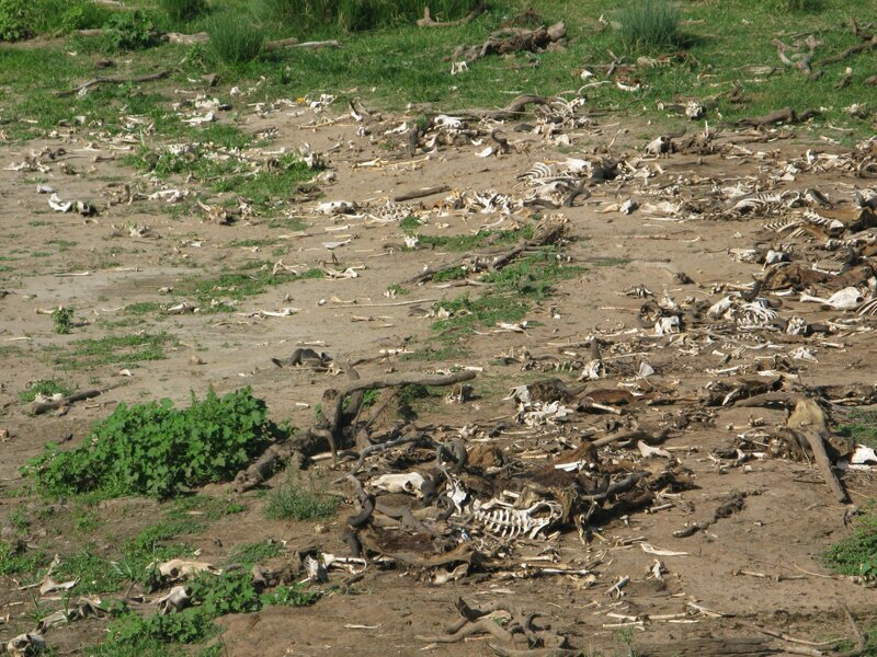 Река смерти: Зачем антилопы устраивают каждый год давку на переправе?