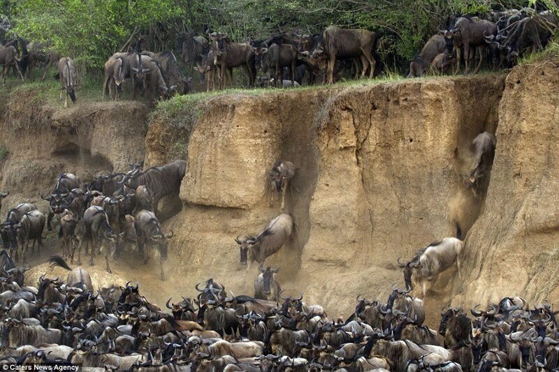 Река смерти: Зачем антилопы устраивают каждый год давку на переправе?