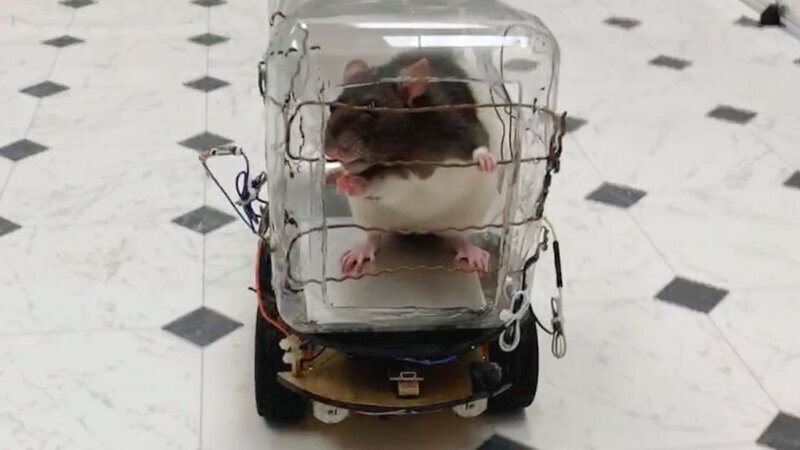 Ученые научили крыс водить машины