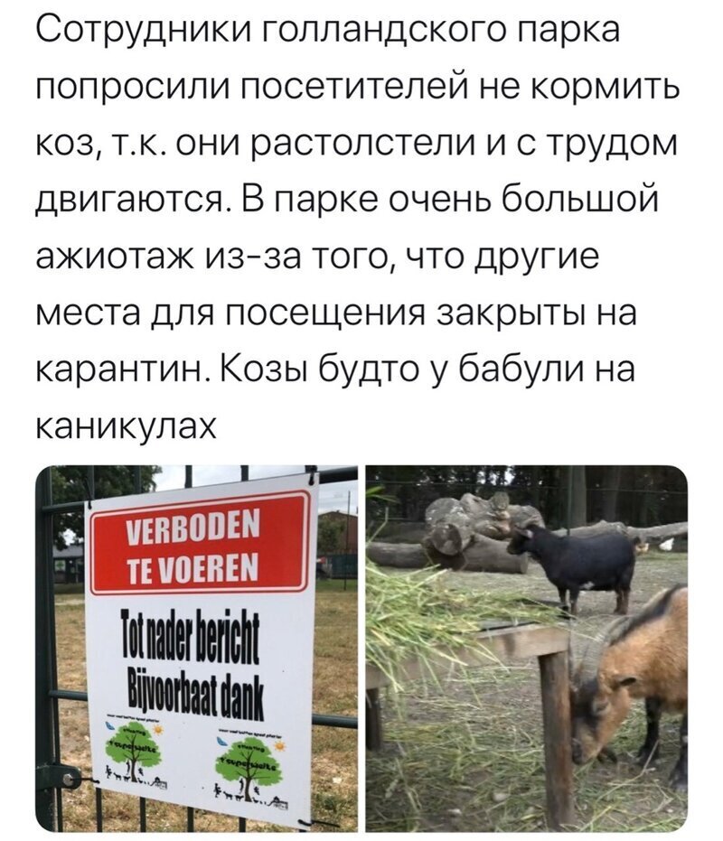 Политические комментарии из инета