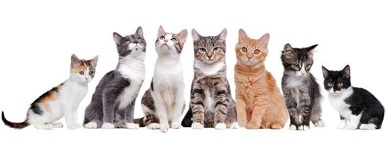 Все породы кошек с фото болезнями thumbnail