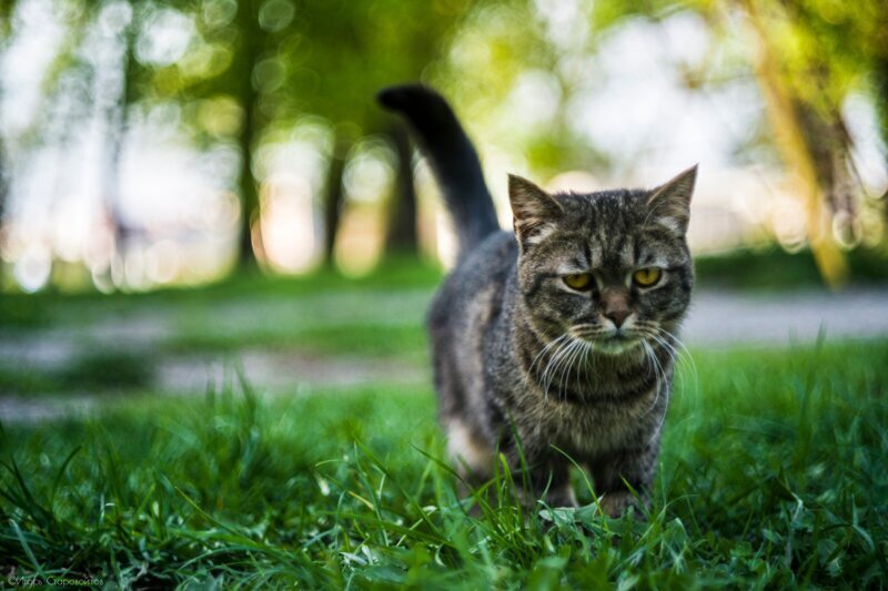 Кот кр. Котик в РБ. Кр кот. Бобруйск животное фото.