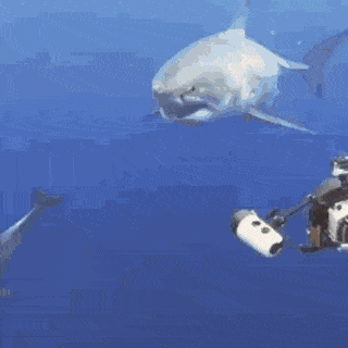 Все любят ласку Все любят ласку