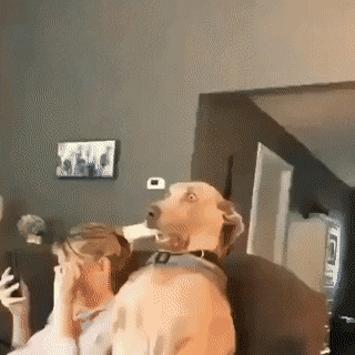 Когда во время разговора хозяйки прозвучало слово "ветеринар" Когда во время разговора хозяйки прозвучало слово "ветеринар"