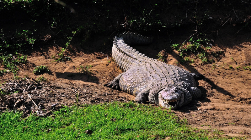Как крокодил может жить без еды до 3 лет?