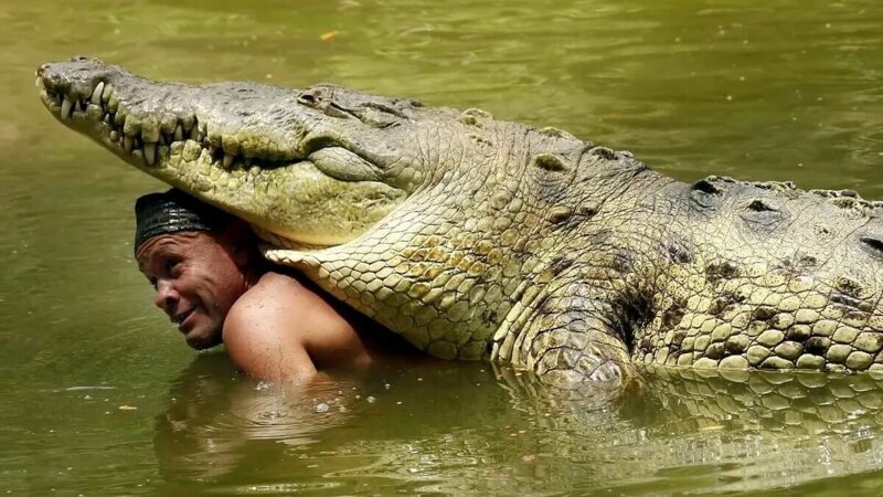 Как крокодил может жить без еды до 3 лет?