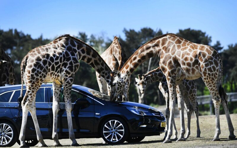 Жирафы в парке в Хилваренбеке, Нидерланды