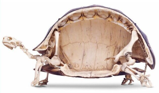 9. "Мне было сейчас лет, когда я узнала, что черепахи не "внутри" своих панцирей, они и есть эти панцири"